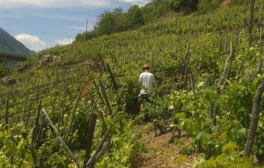 Azienda Agricola 'l Garbin, la vigna veja